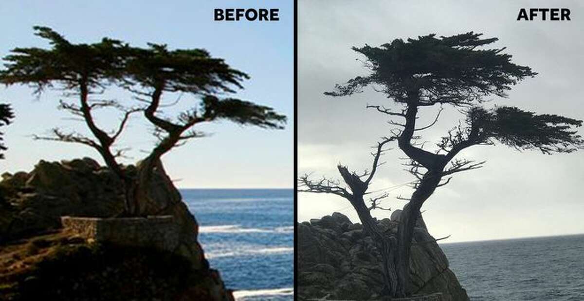 Famed Lone Cypress tree damaged by recent storms