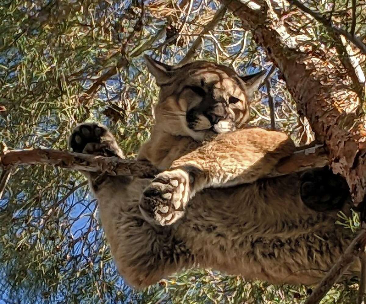 Eastern Cougar Sightings - NYS Dept. of Environmental Conservation