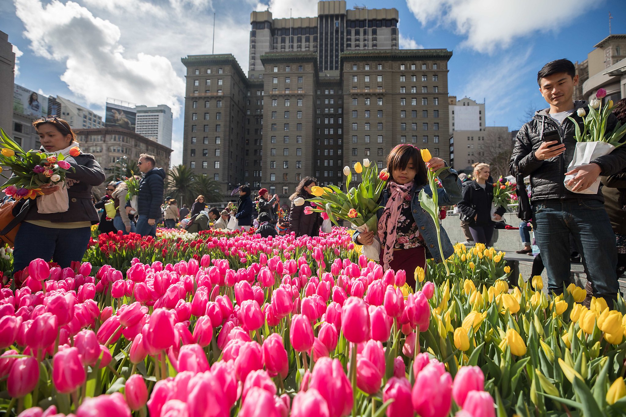 100,000 tulips headed to San Francisco — and they're free for the picking