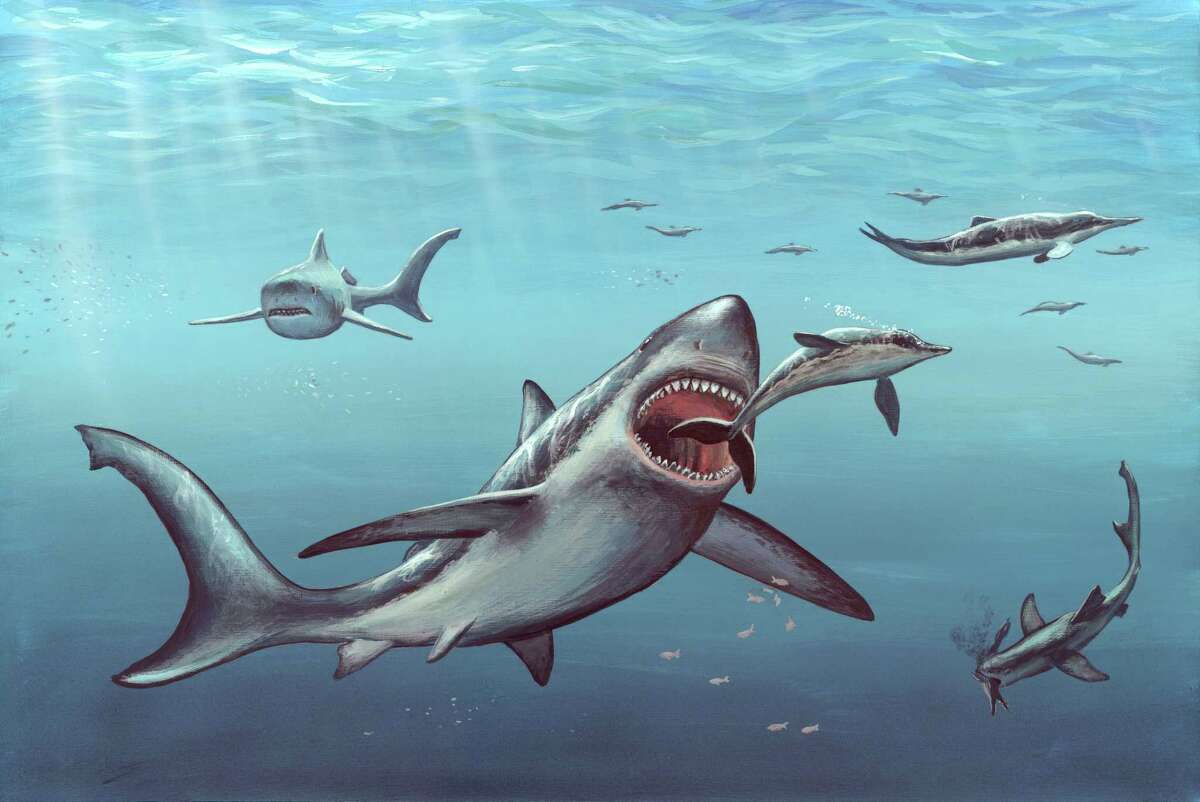 Great white sharks may have killed off titanic ancient megalodon