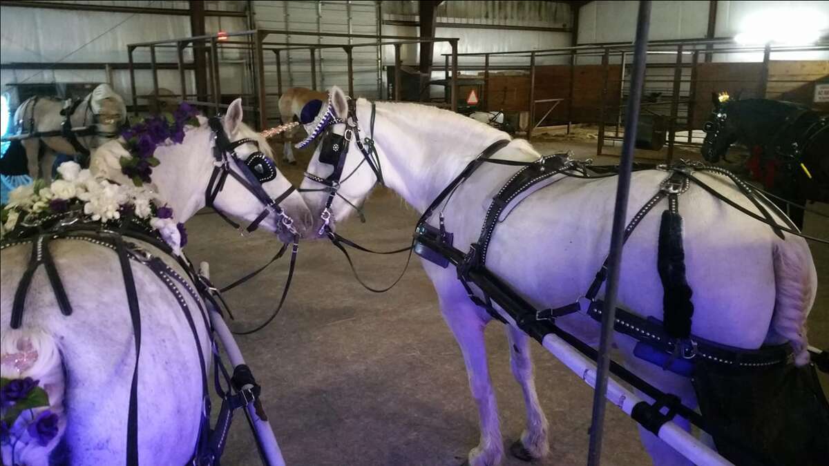 15 things you didn't know about San Antonio's downtown horse carriages