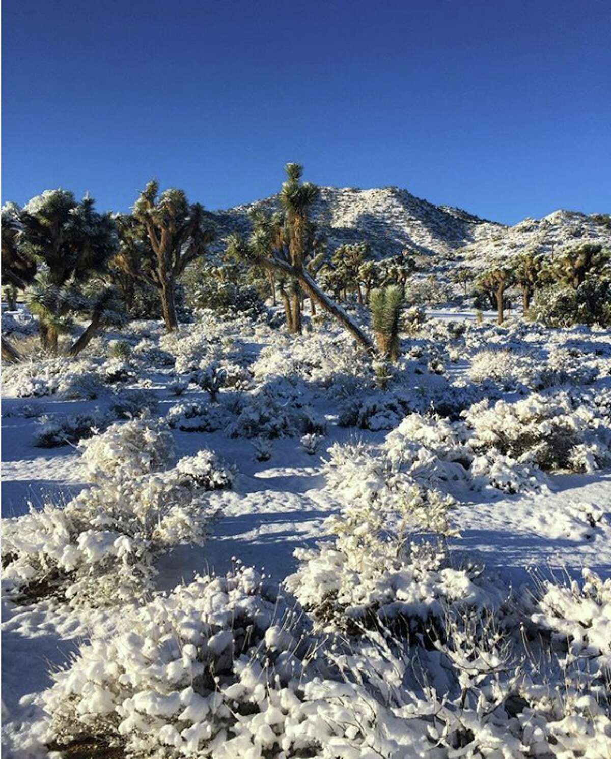Joshua Tree dusted in rare snow, making an already otherworldly