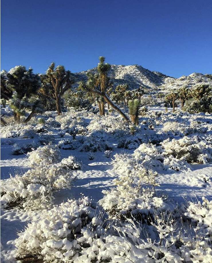 Joshua Tree dusted in rare snow, making an already otherworldly landscape even more surreal