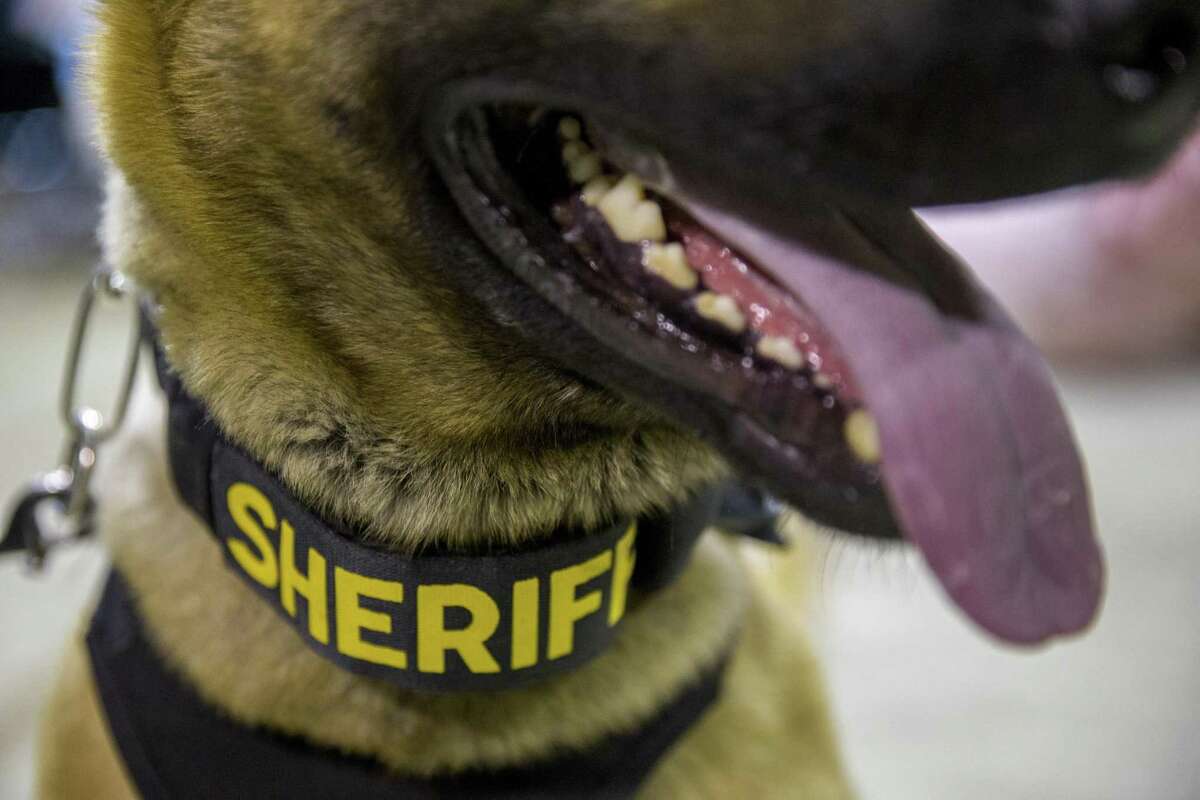 Denny sits for portrait during narcotics K-9 training at the Oakland International Airport on Thursday, May 11, 2017, in Oakland, Calif. The dogs and the handlers are training to spot many types of drugs, excluding marijuana. Amid legalization of marijuana, California's current pot-sniffing K-9s face retirement.