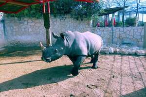 Ophelia is one of the new rhinoceroses that arrived at the San Antonio Zoo this week. She is staying in the newly-renovated Savanna exhibit. The exhibit will celebrate its grand opening March 2, 2019.
