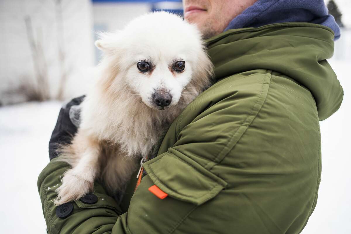 Cat, a 7-year-old Pomeranian, enjoys some attention from a staff member on Wednesday, Feb. 20, 2019 at the Humane Society of Midland County. Cat is one of five dogs who were brought to the shelter after they were rescued from a dog meat farm in South Korea. (Katy Kildee/kkildee@mdn.net)