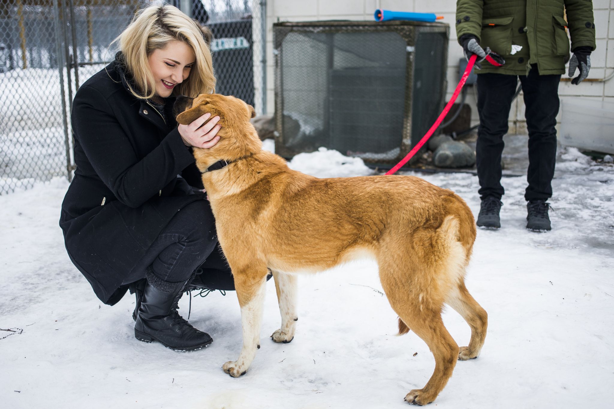 midland spca dogs for adoption