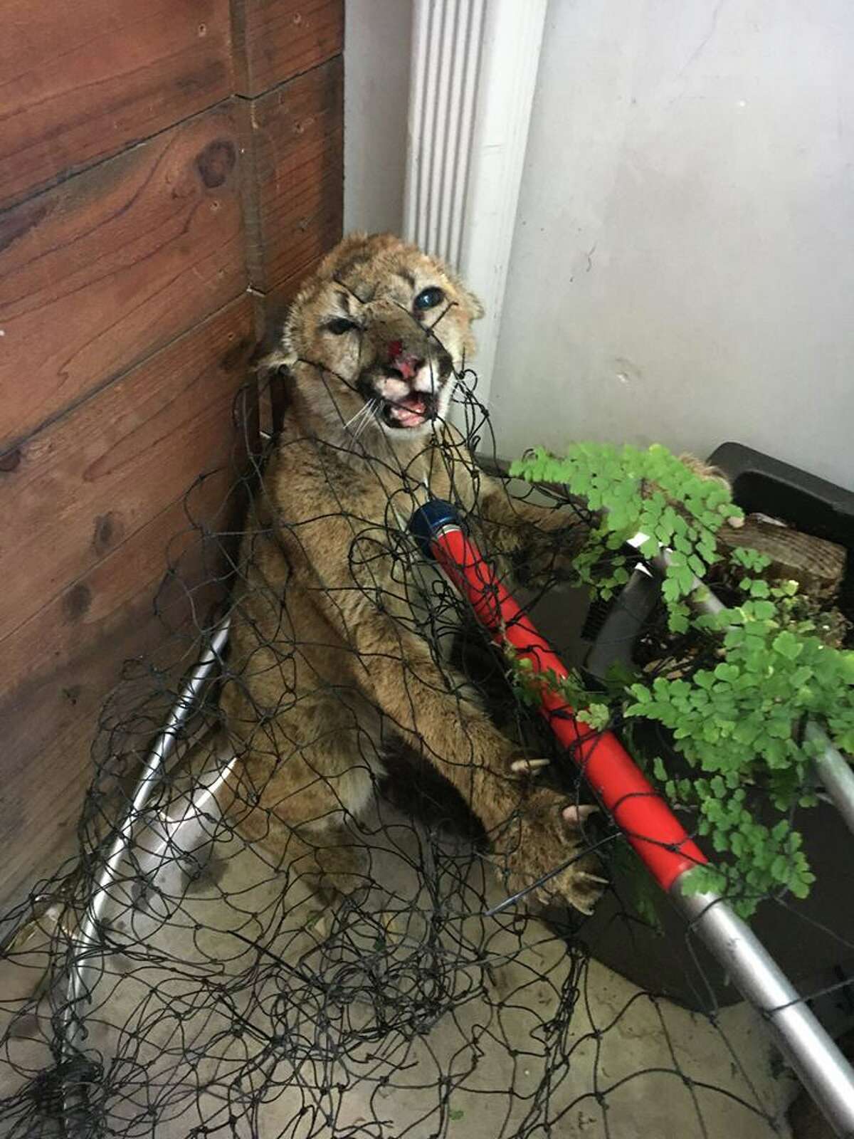 A pair of mountain lion cubs were spotted and rescued in Half Moon Bay on Tuesday. They were found to be dehydrated and malnourished and are currently being treated by the Oakland Zoo.