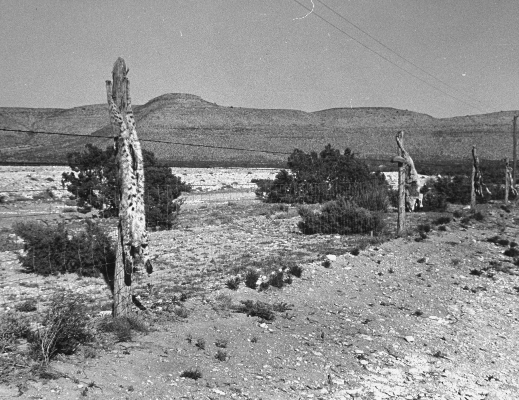 Seven dead coyotes strung from a fence in California causes stir, but ...