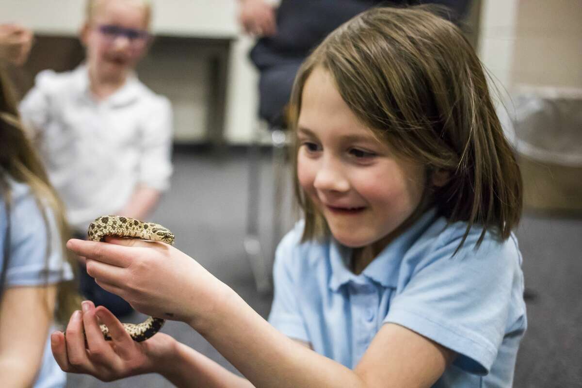 Blessed Sacrament kindergartener April Gwizdala, 6, holds onto a hognose snake during a live animal presentation by Principal Patrick Bevier on Wednesday, Feb. 20, 2019 at the school. (Katy Kildee/kkildee@mdn.net)