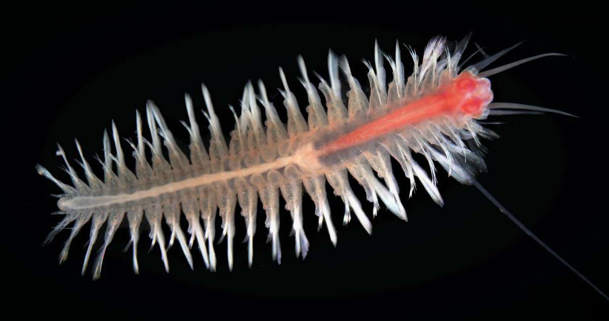 Swimming scale worm Pelagomacellicephala iliffei was named after Texas A&M Galveston professor Tom Iliffe who discovered it during a 1982 expedition to the Caicos Islands.