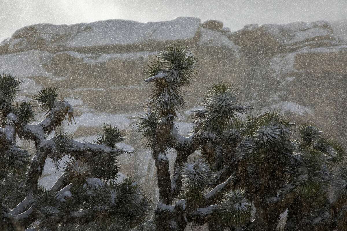 JOSHUA TREE, CA - FEBRUARY 21: Snow falls on Joshua trees in Joshua Tree National Park on February 21, 2019 in Joshua Tree, California. A series of storms have been giving the state a much needed chance to restore some water to storage systems that have been depleted by years of drought. (Photo by David McNew/Getty Images)