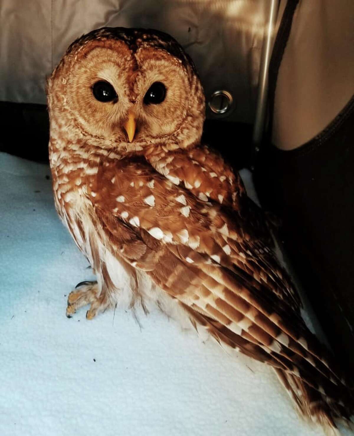 A Hamden police officer rescued this owl found on Elmer Avenue Wednesday, Feb. 20, 2019.