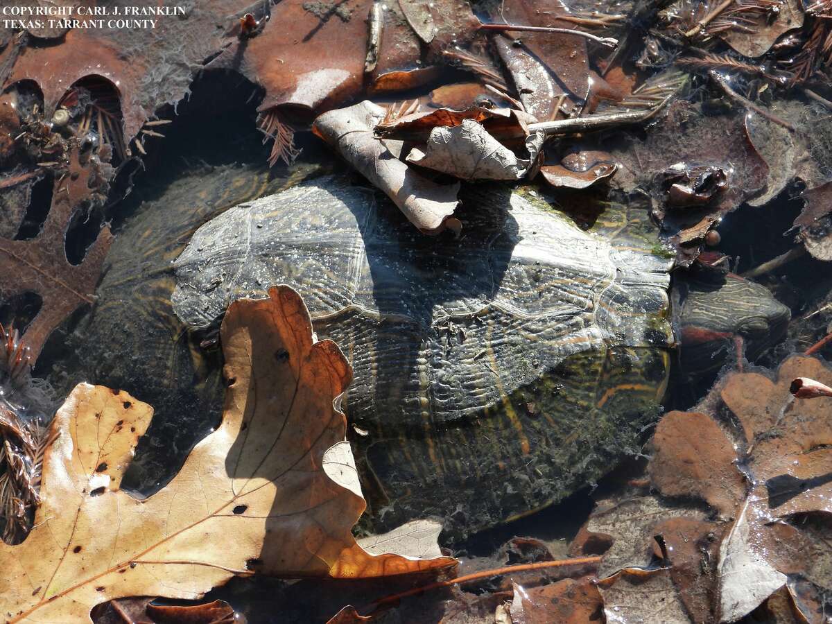 The Texas Parks and Wildlife Department is investigating several occurrences of dead or dying turtles at locations around Texas. The department has documented about 60 deaths since the occurrences were first noticed in November.