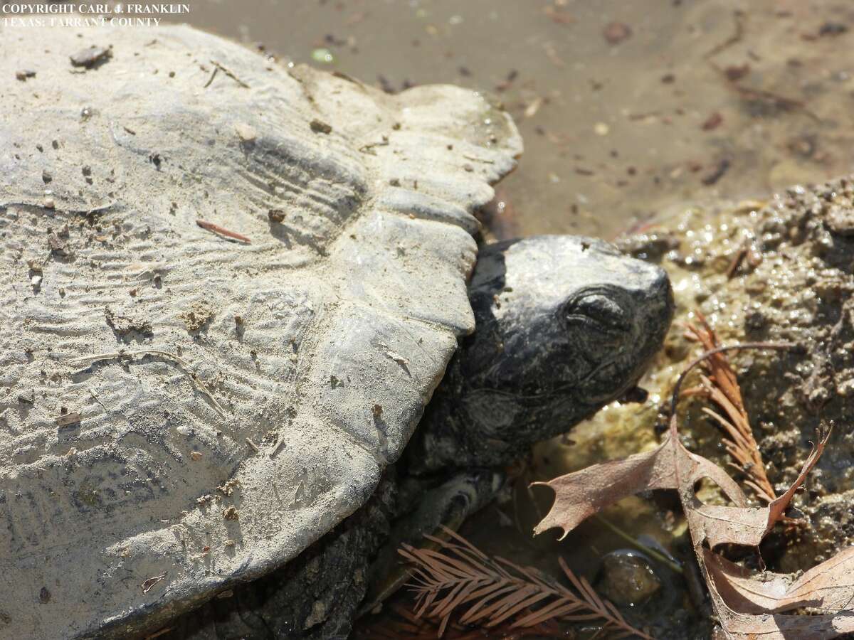 The Texas Parks and Wildlife Department is investigating several occurrences of dead or dying turtles at locations around Texas. The department has documented about 60 deaths since the occurrences were first noticed in November.