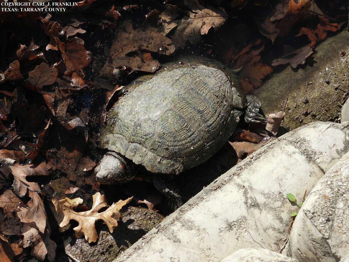 Texas turtles are dying and state officials don't know why