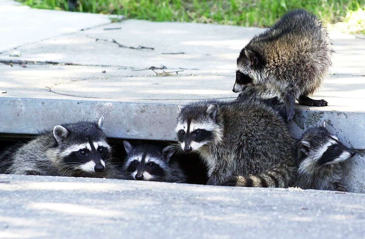 Raccoons use storm drains as highways to travel from their dens into neighborhoods as they look for food.