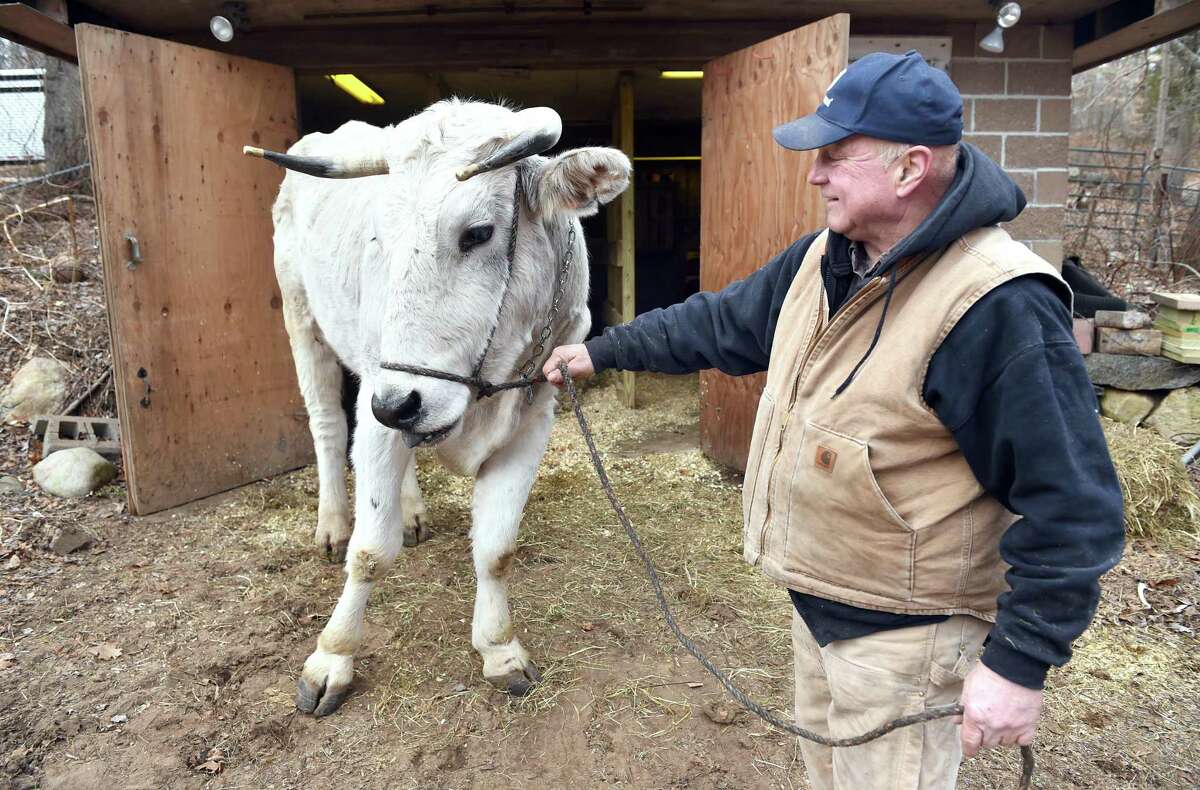 Earl Endrich brings one of his new oxen, Bill, out of a barn at Endrich Farm in Old Saybrook on February 11.