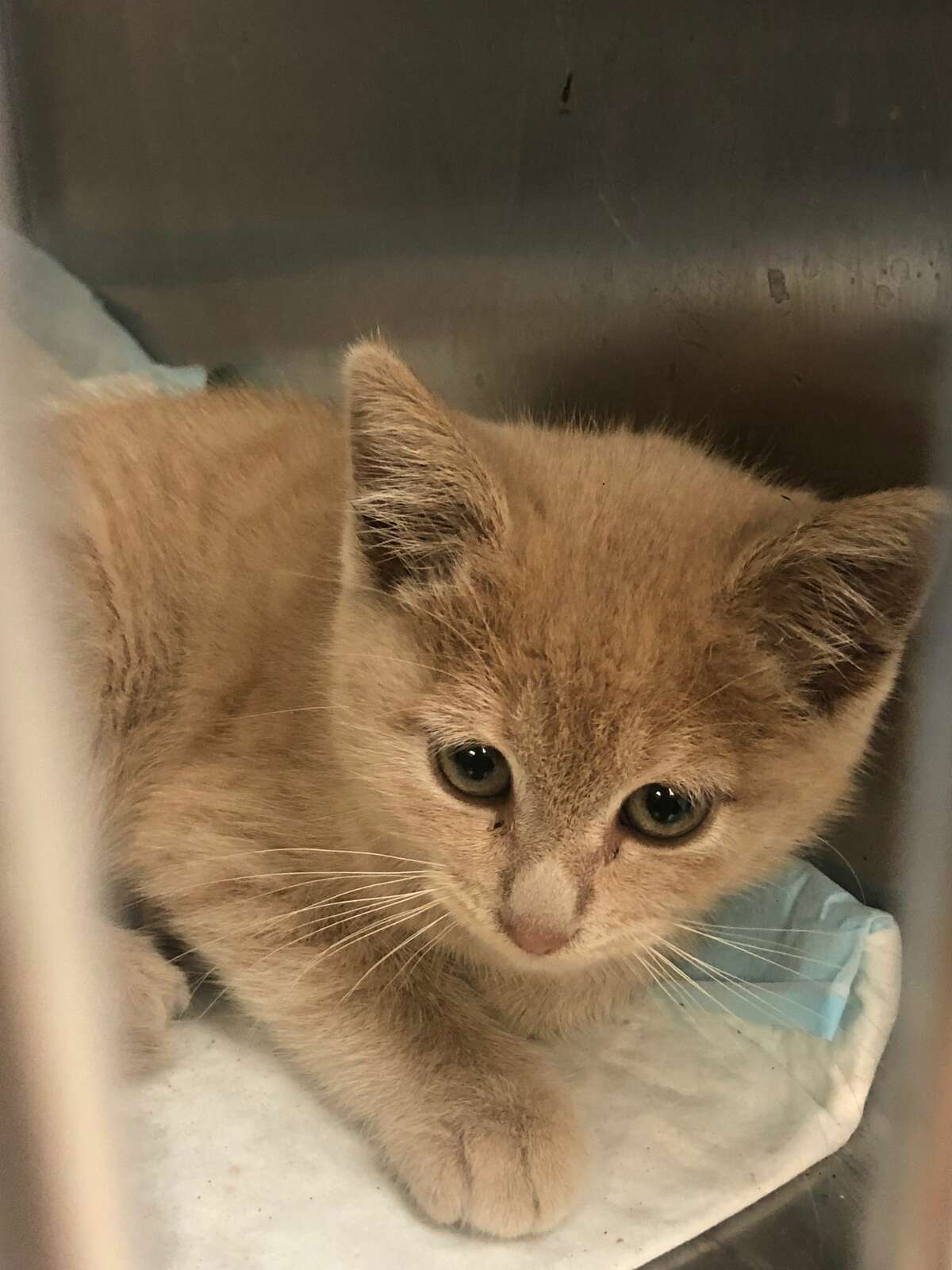 Meet the animals available for adoption at Laredo Animal Care Services