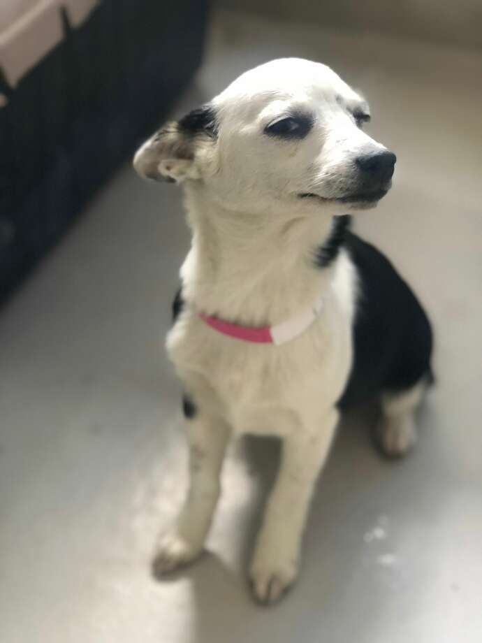 female chihuahua for adoption