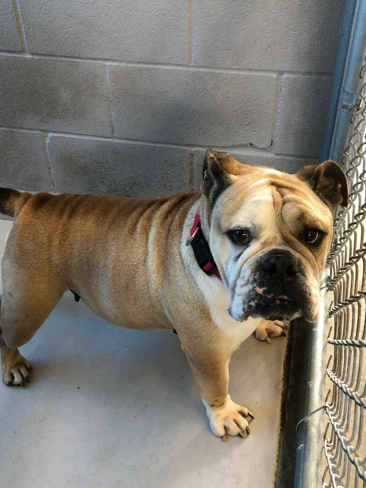 Meet the animals available for adoption at Laredo Animal Care Services