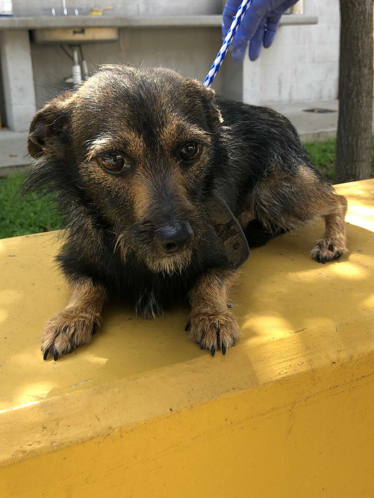 Meet the animals available for adoption at Laredo Animal Care Services