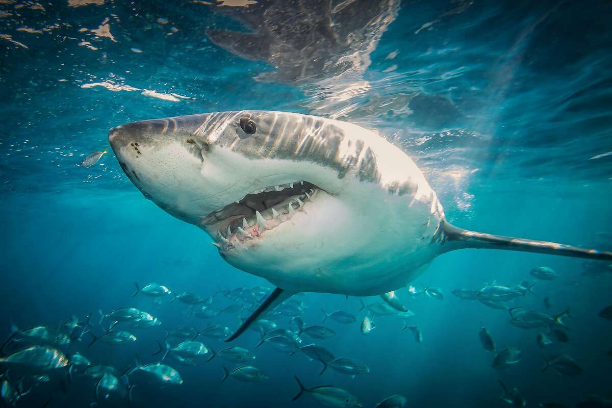 great white shark from below