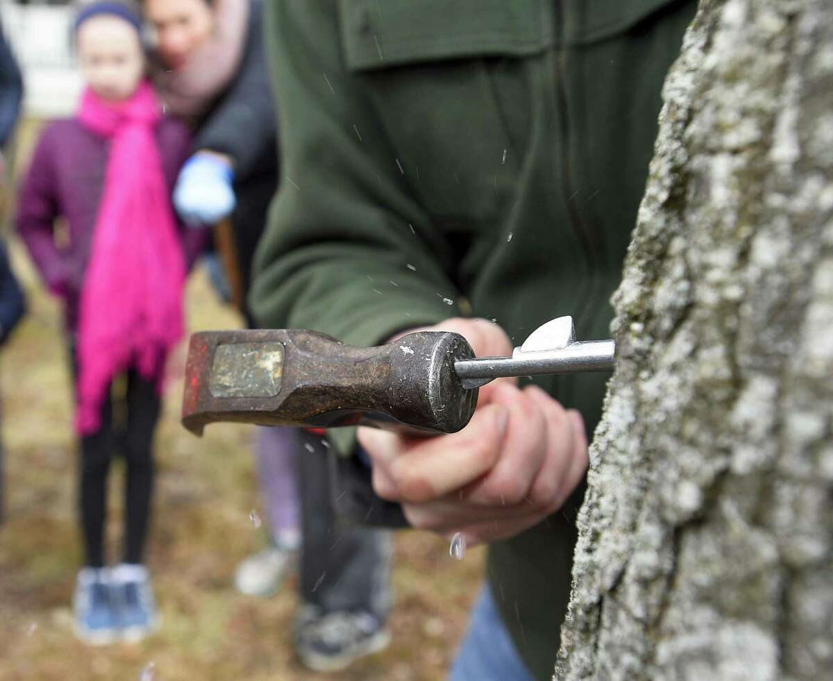 Will Kies hammers a tap into a Sugar Maple Tree to harvest its sap for making syrup.