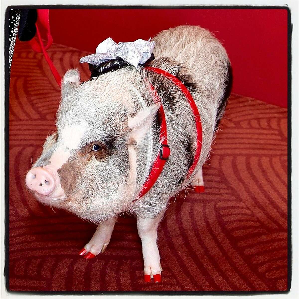 LiLou the therapy pig attends the SFS Chinese New Year gala. Feb. 16, 2019.