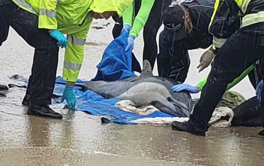 Dead and dying dolphins are washing up on California shores. Experts
