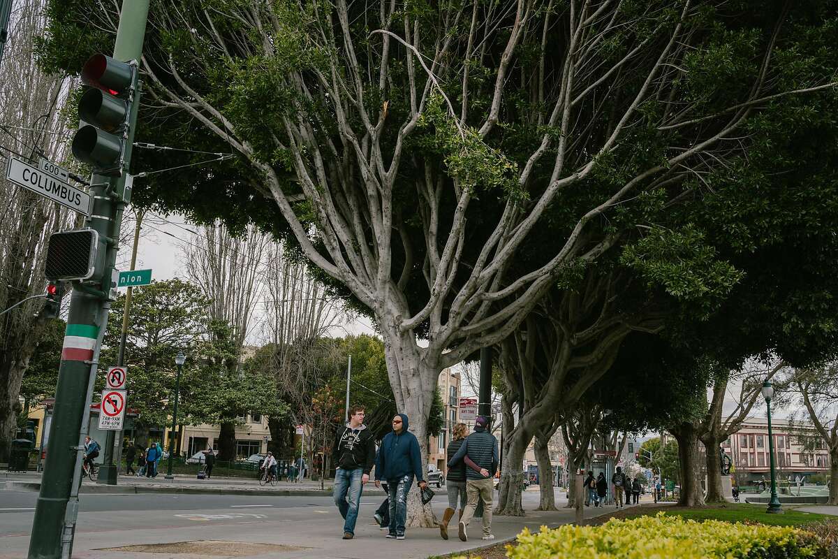 (Left) Kyle Beardall and Daniel Lickey of Utah, walk past a ficus tree along Columbus Avenue near Washington Square in San Francisco, Calif., on Sunday, Feb. 24, 2019. All San Francisco ficus street trees are planned to be removed because the danger they pose from failing limbs.