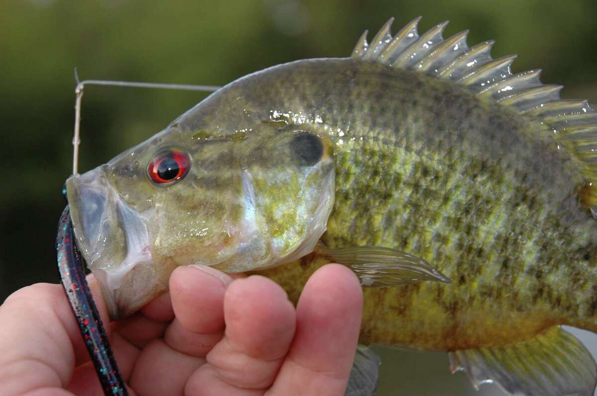 Cracking the angler’s code for goggleeyes, pogy and gou