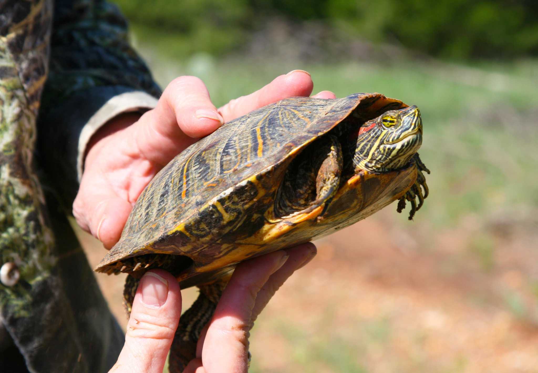 Real Need For Turtle And Tortoise Rescue And Adoptions In Texas