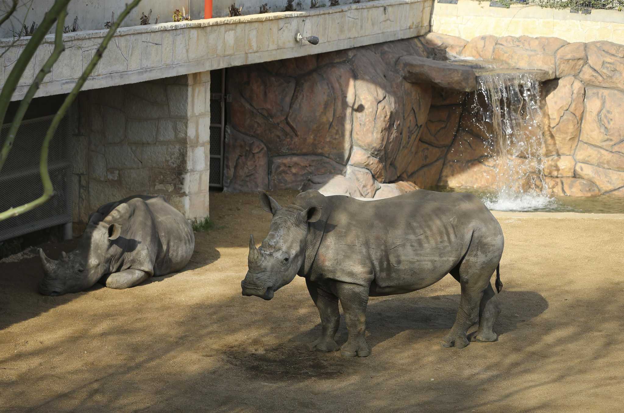 New rhino habitat at San Antonio Zoo offers expanded interactive