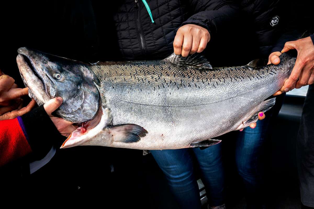La Cocina members show their Chinook salmon catch on the Wacky Jacky fishing boat on Tuesday, Sept. 18, 2018, in the San Francisco Bay, Calif.