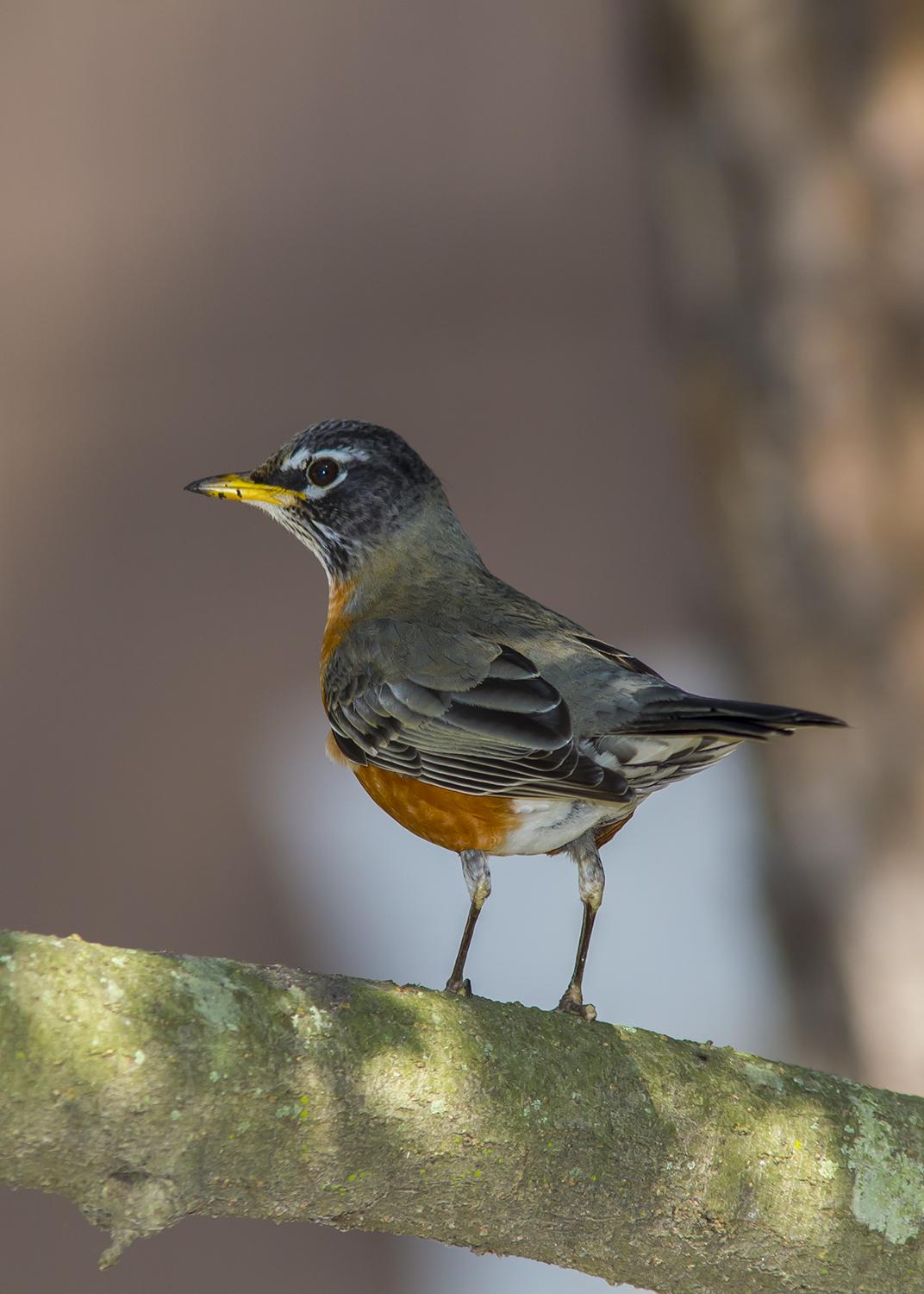 Birds colour in 2023  American robin, Image american, Colour images