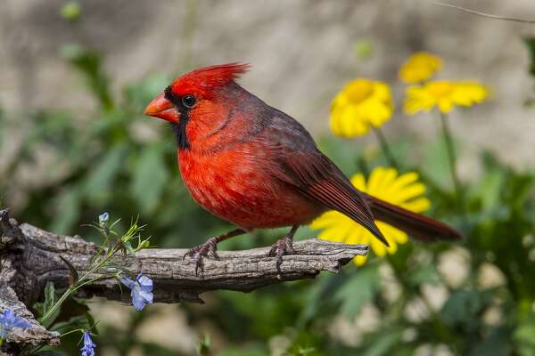 Birds don bright colors for spring - HoustonChronicle.com