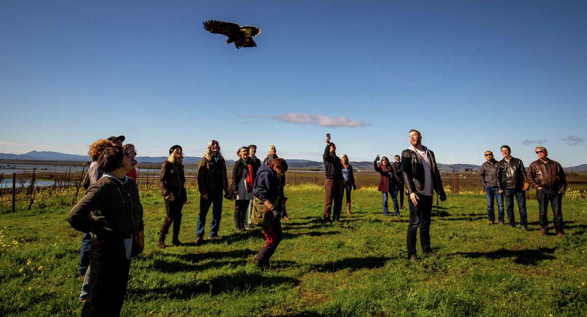 Visitors watch Mariposa, a Harris hawk, snatch food out of the air at the Falconry Vineyard Tour at Bouchaine Vineyards.