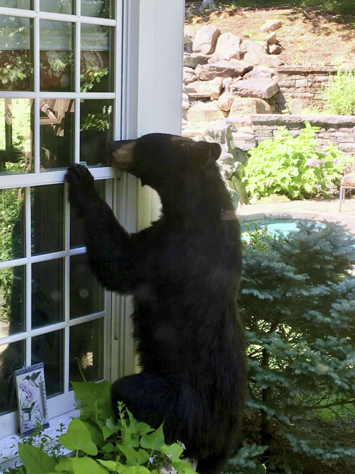 A black bear explores the yard of Steve and Julie Sonlin in Avon last July.