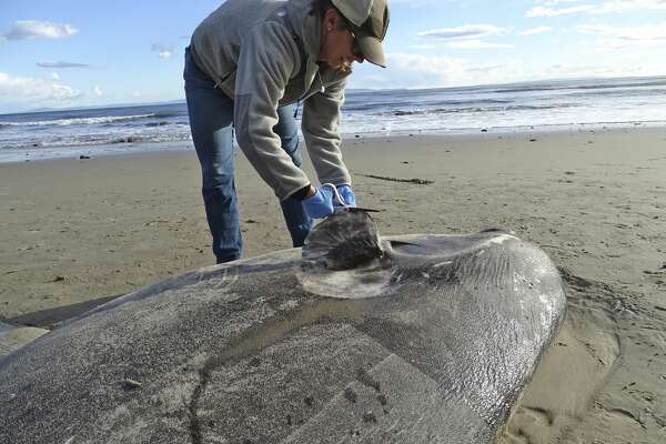 huge bible discovery stuns scientists