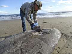 Extremely rare sunfish washes up on California beach