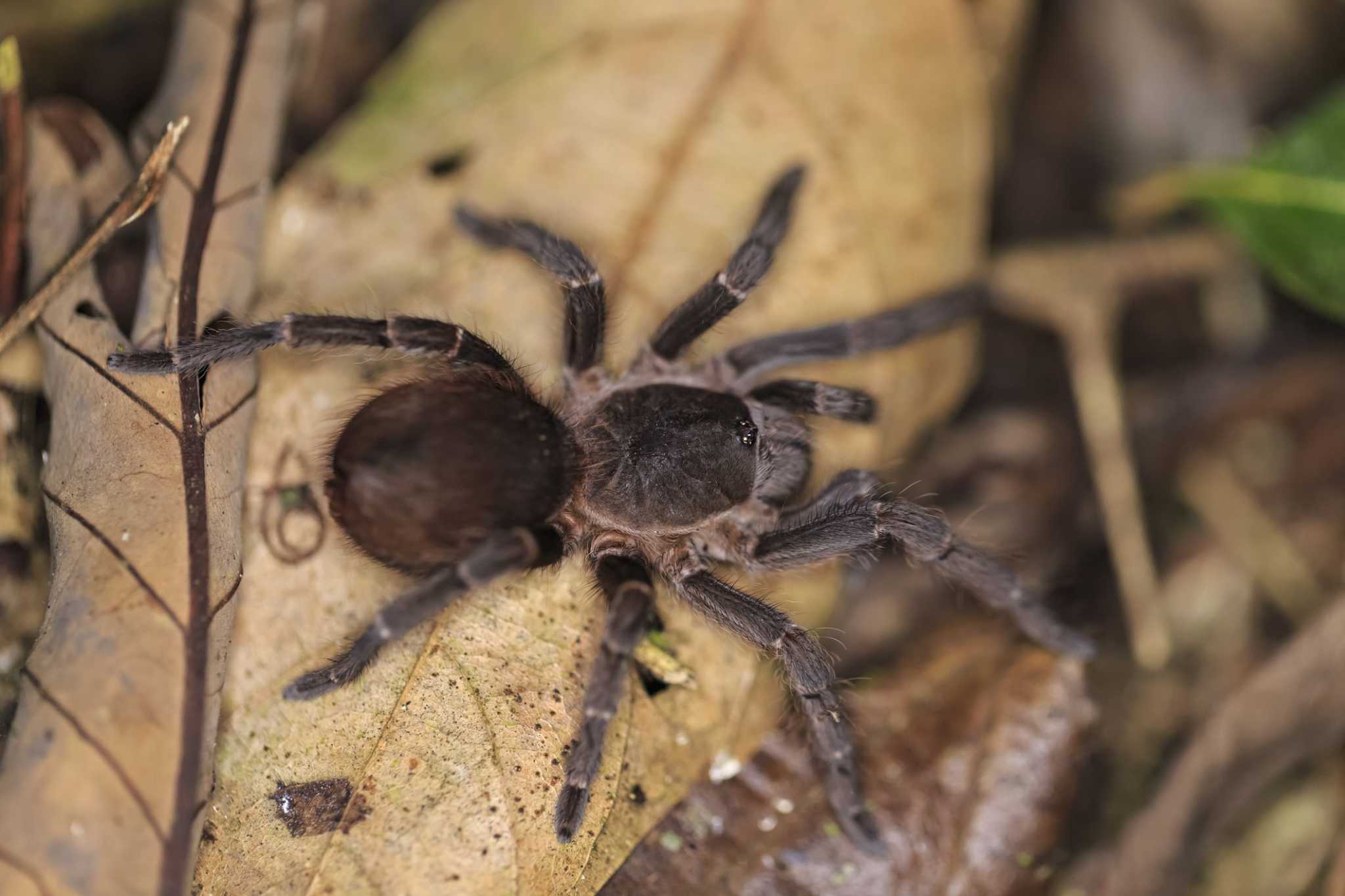 Scientists were excited to spot a giant spider eating an opossum, but
