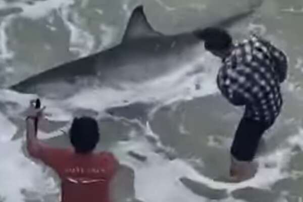 Great white shark caught in the Gulf off northwest Florida. Could they ...