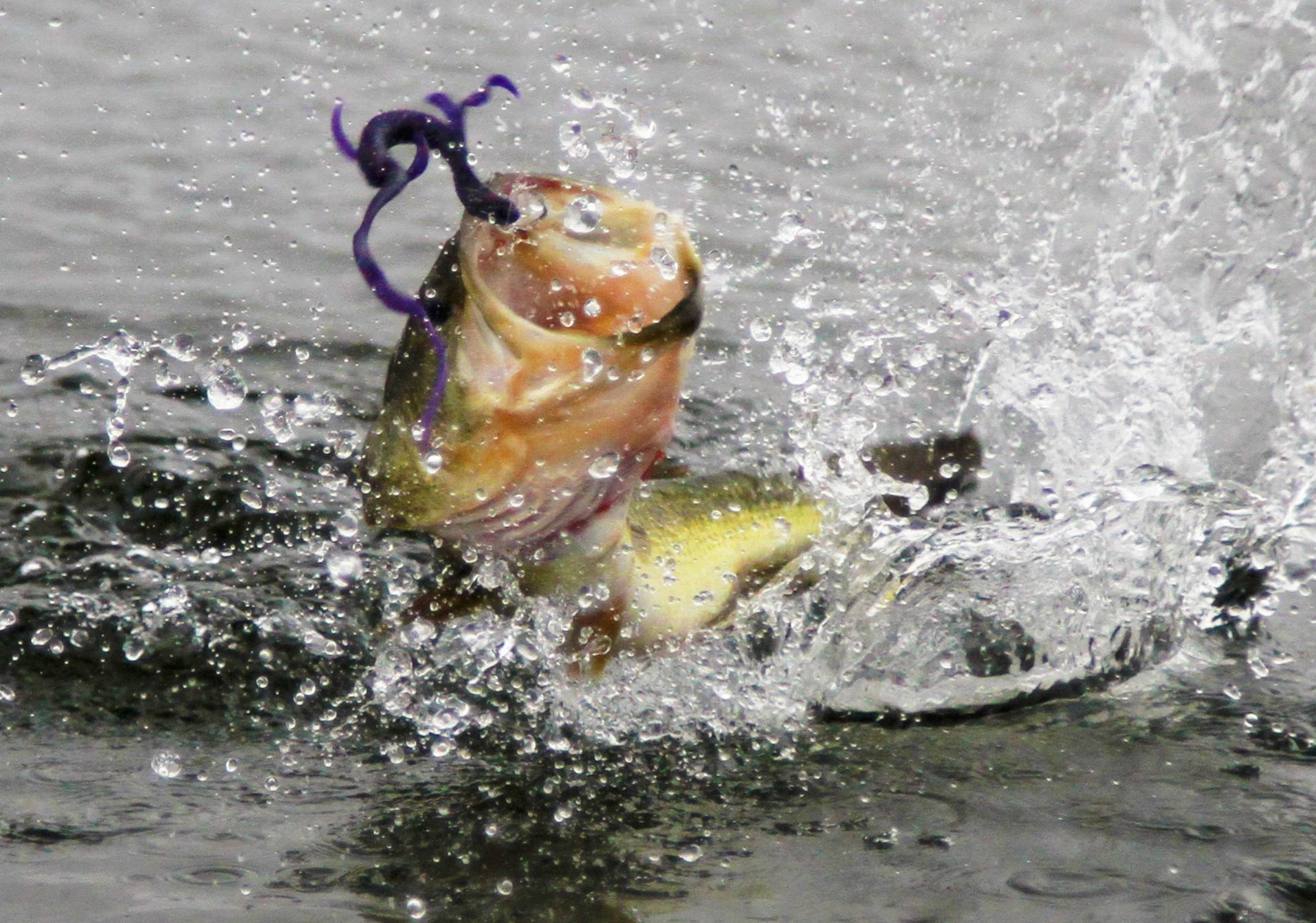 March Brings Big Bass Full Lakes And The Show