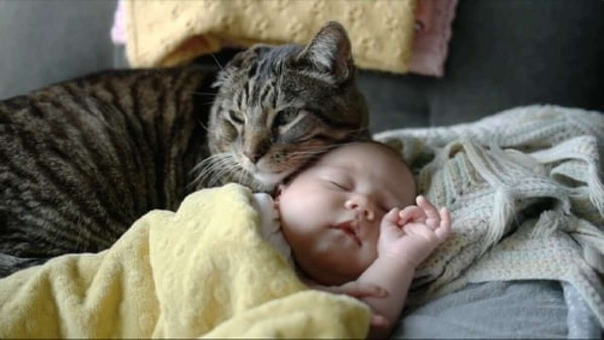 A cat and infant in a video at CatVideoFest