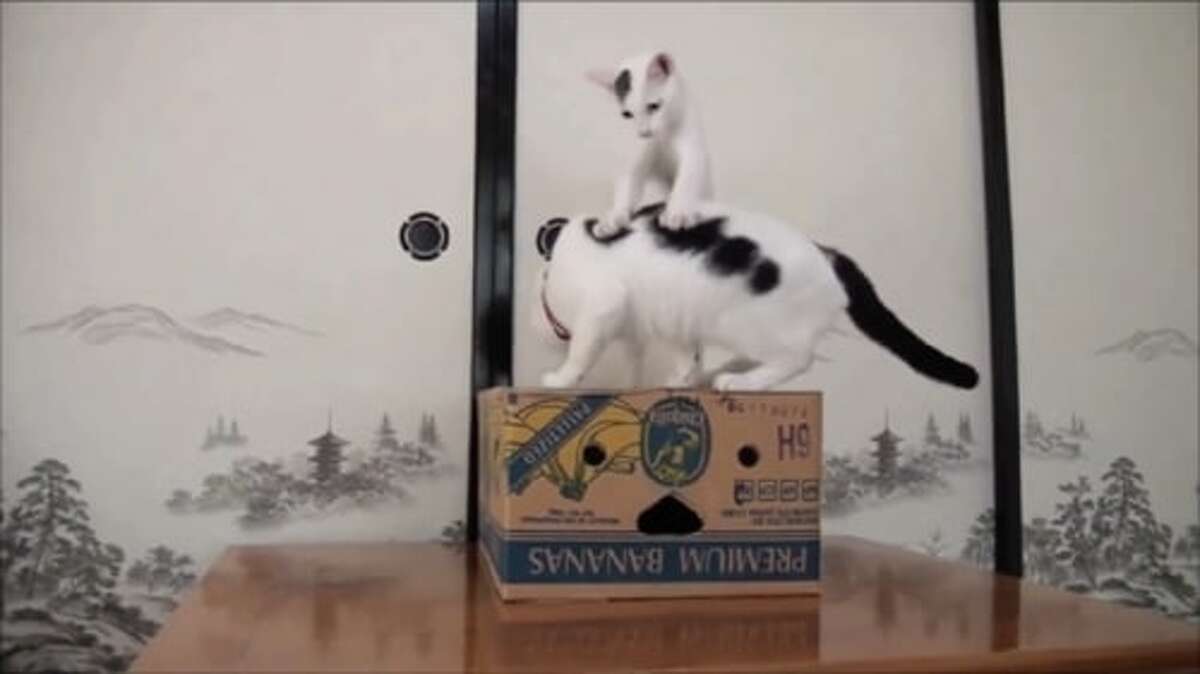 Nothing is more fun than cats with a box as this video at CatVideoFest shows.