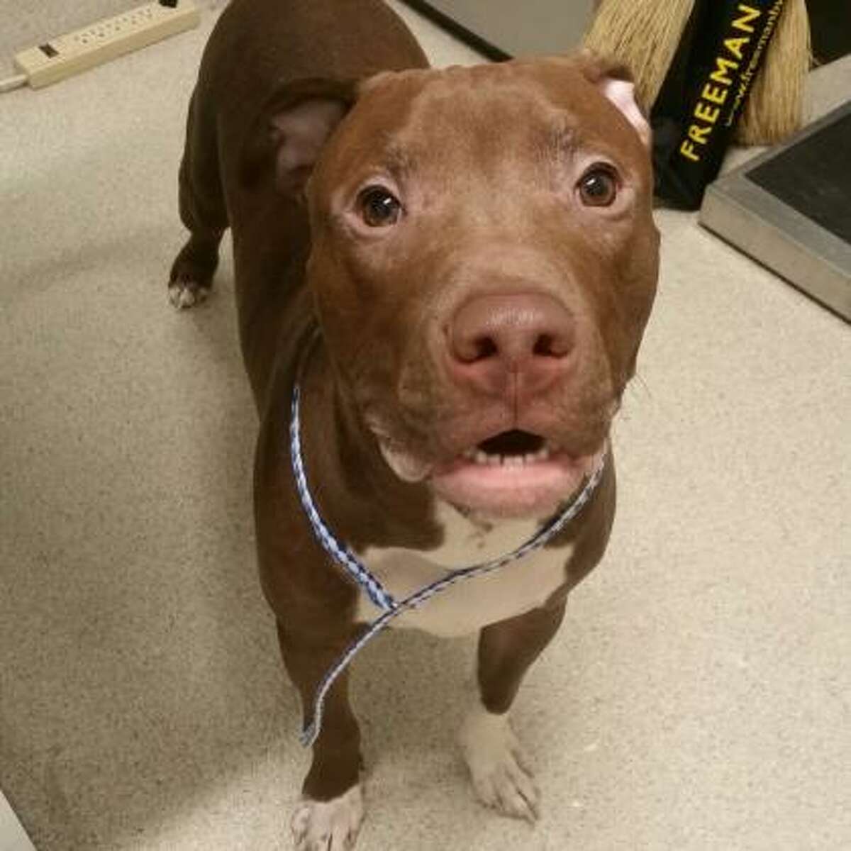Andre is a 1-year-old male American pit bull terrier mix.