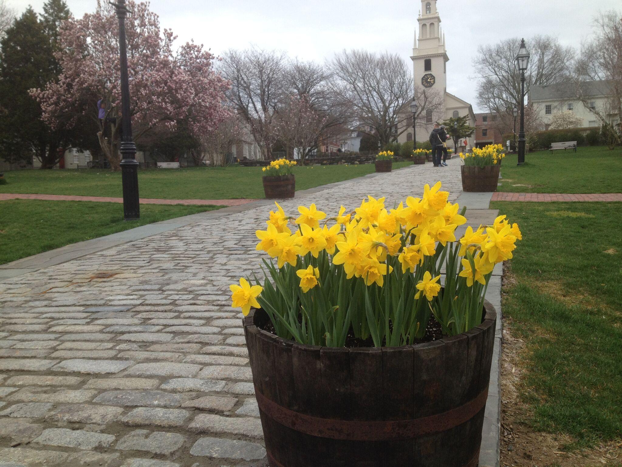 In Nantucket and Newport, daffodil festivals spring into view