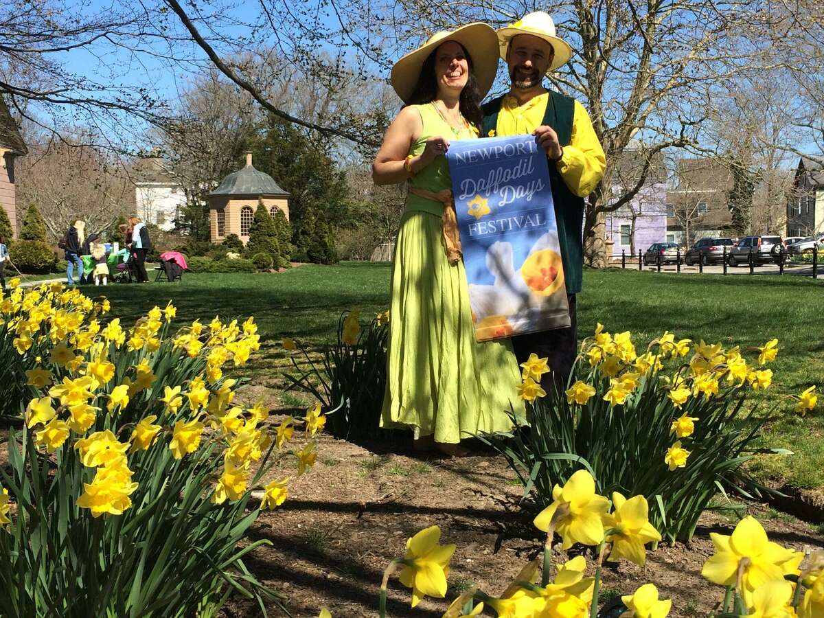 In Nantucket and Newport, daffodil festivals spring into view