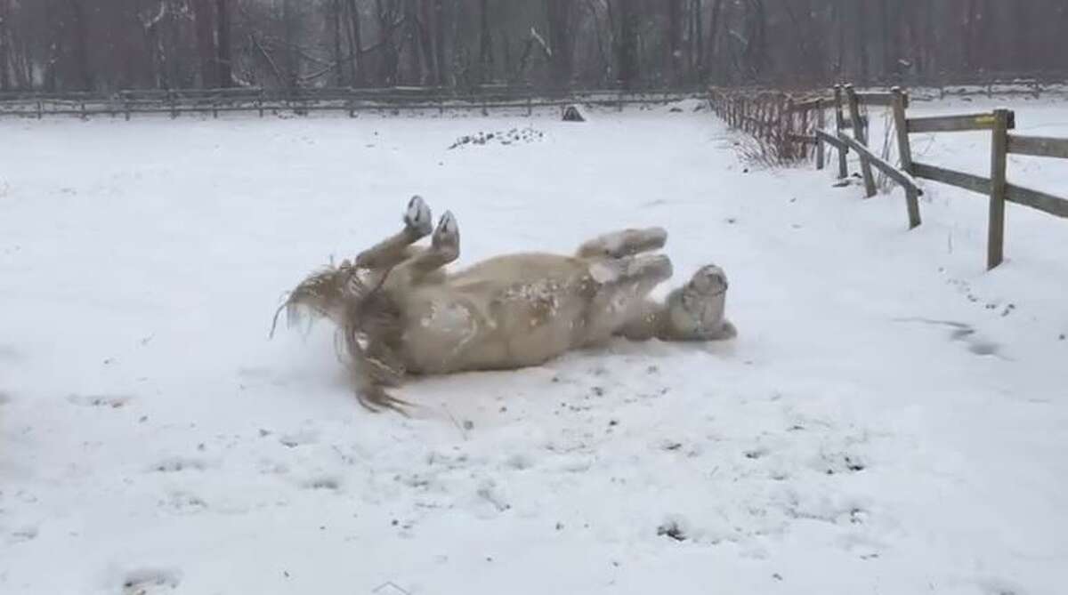 Viola the horse rolls around in fresh snow at Locket's Meadow Farm in Bethany, March 2, 2019.